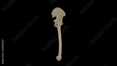 Lateral view of Skeletal Framework of Hip Joint