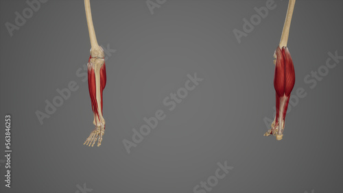 Anterior and Posterior View of Lower Leg Muscles photo