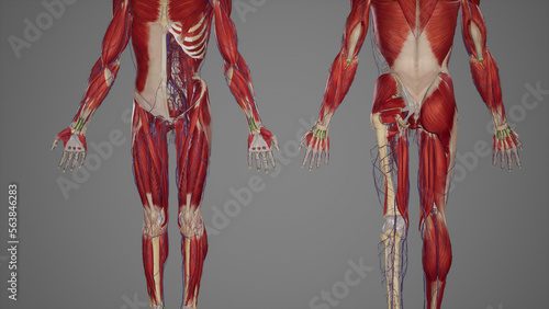Lower limb anatomy, skeletal, muscular and cardiovascular systems, with sublayers muscles photo