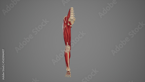 Anterior View of Lower Limb Muscles