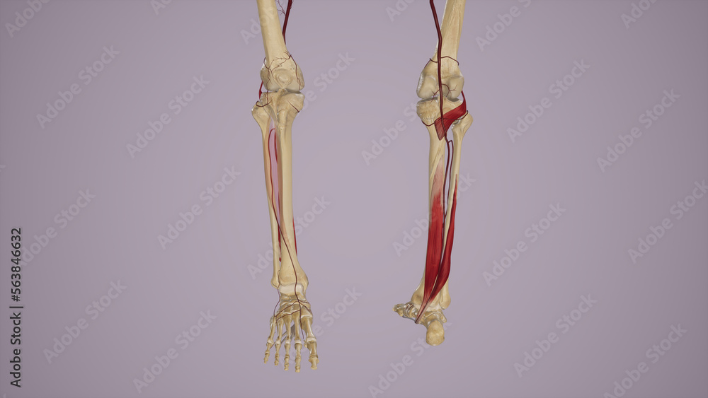 Arterial Supply to the Anterior and Posterior Leg Via Popliteal Artery and Its Branches