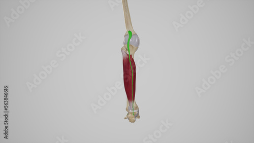 Medical Illustration of Plantaris Muscle photo