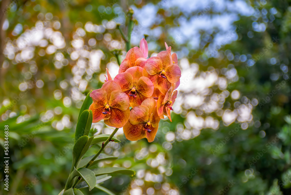 Beautiful Orange Orchids
