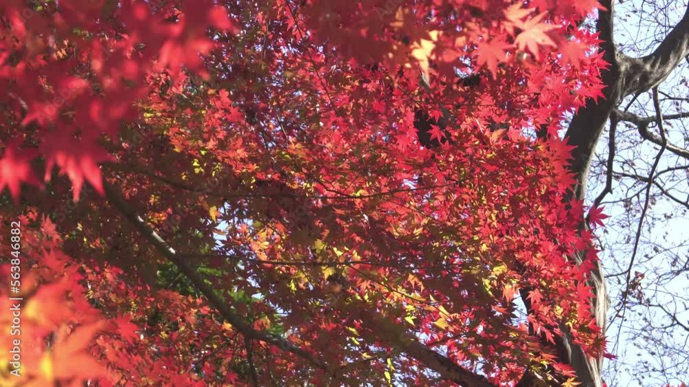 Japanese colorful maple leaves swaying in the wind. Japanese autumn scene.
Japanese colorful maple leaves swaying in the wind. Japanese autumn scene.