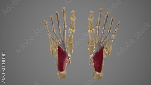 Medical Illustration of Quadratus Plantae photo