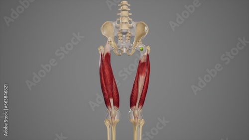 Anterior Quadriceps Femoris Muscles