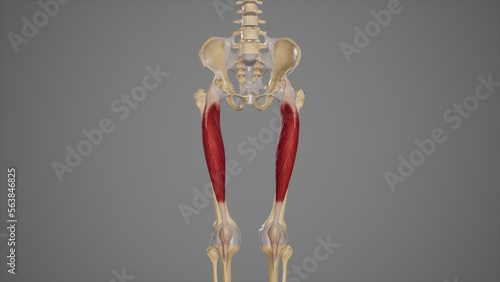 Medical Illustration of Rectus Femoris Muscle