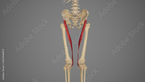 Medical Illustration of Sartorius Muscle photo