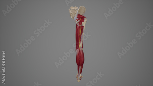 Anatomical Illustration of Sciatic Nerve photo