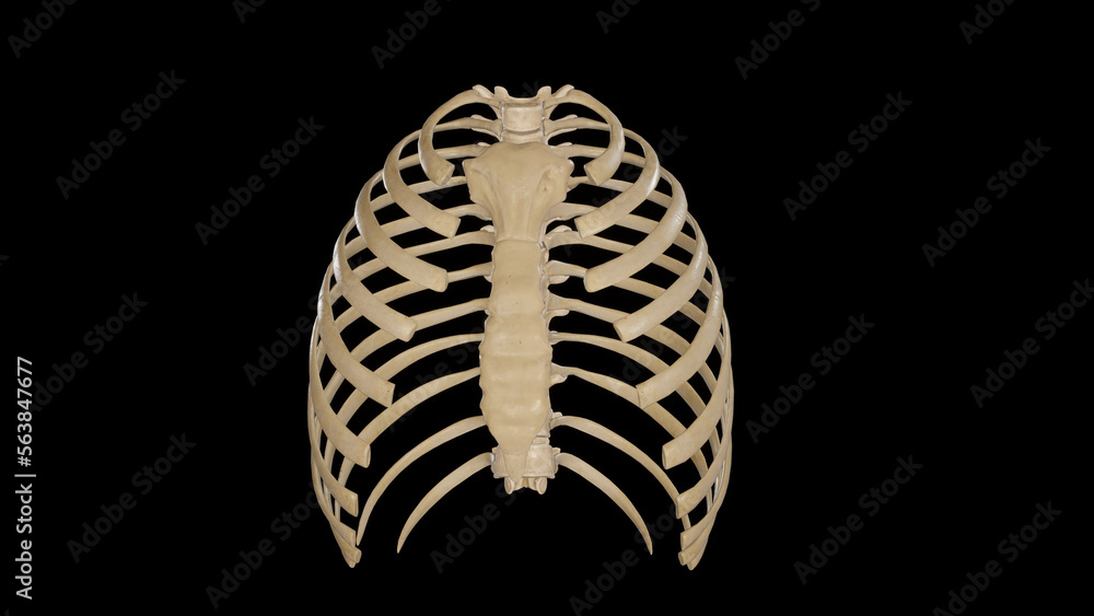 Anterior view of Thoracic Cage Anterior view of Thoracic Cage