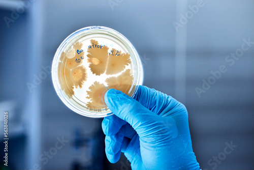 Close-up of scientist holding petri dish in a microbiological lab photo