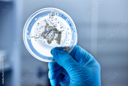 Close-up of scientist holding petri dish in a microbiological lab