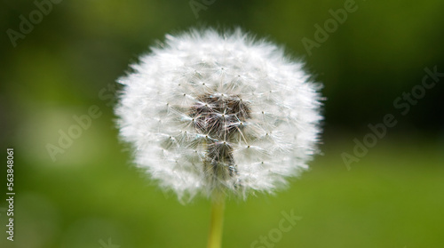 Field of dandelions with white seed heads and green grass