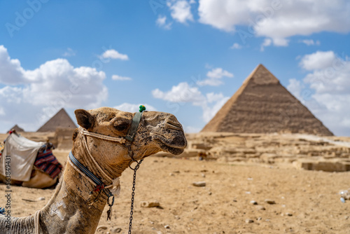 Camel on blurred pyramid background in the desert. Concept of travel, vacation and adventure 