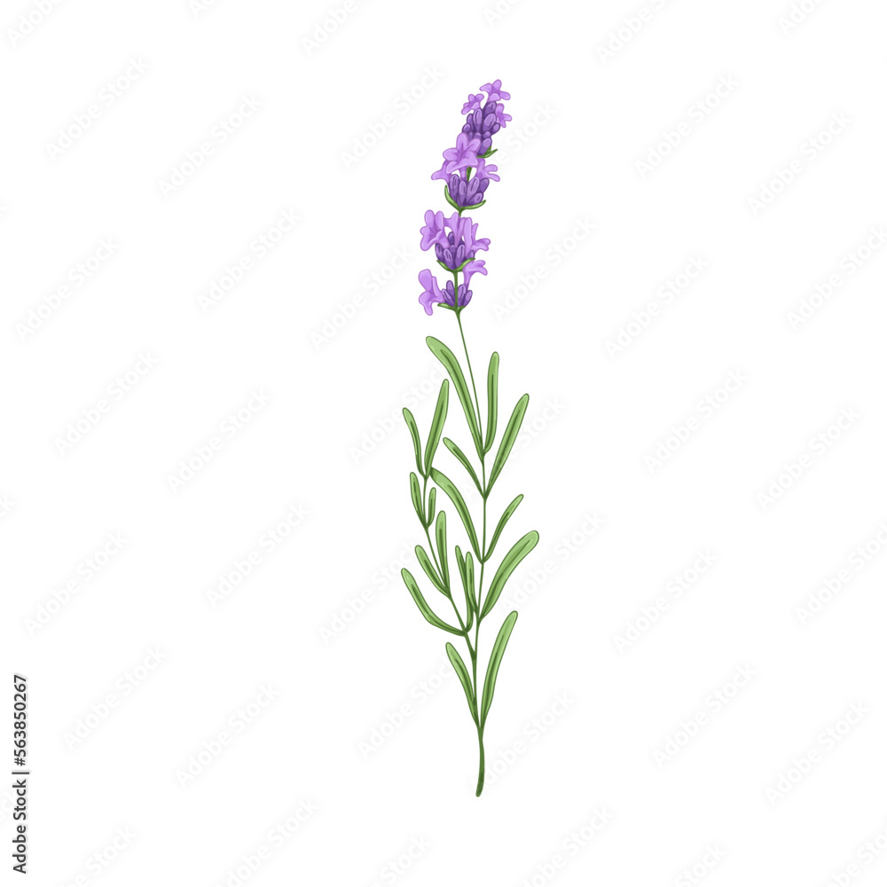 Obraz premium Blooming lavender flower. French lavendar, floral plant with blossomed lavanda. Provence lavandula. Violet purple aromatic lavander. Hand-drawn vector illustration isolated on white background