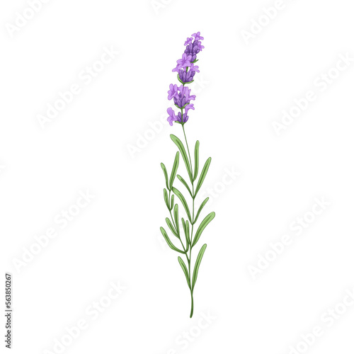 Blooming lavender flower. French lavendar, floral plant with blossomed lavanda. Provence lavandula. Violet purple aromatic lavander. Hand-drawn vector illustration isolated on white background