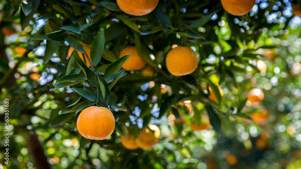 Ripe and fresh oranges hanging on branch, orange orchard. Orange on tree. Orange garden. Ripe and fresh oranges hanging on branch, orange orchard. Orange on tree. Orange garden.