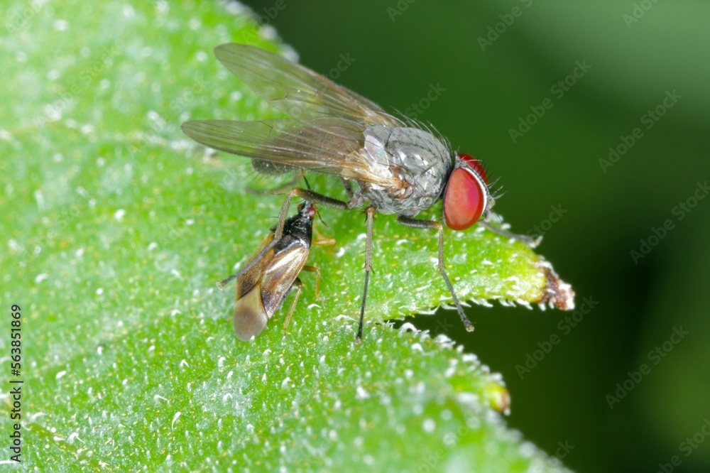 Minute pirate bugs or called flower bugs (Anthocoridae) is a family of