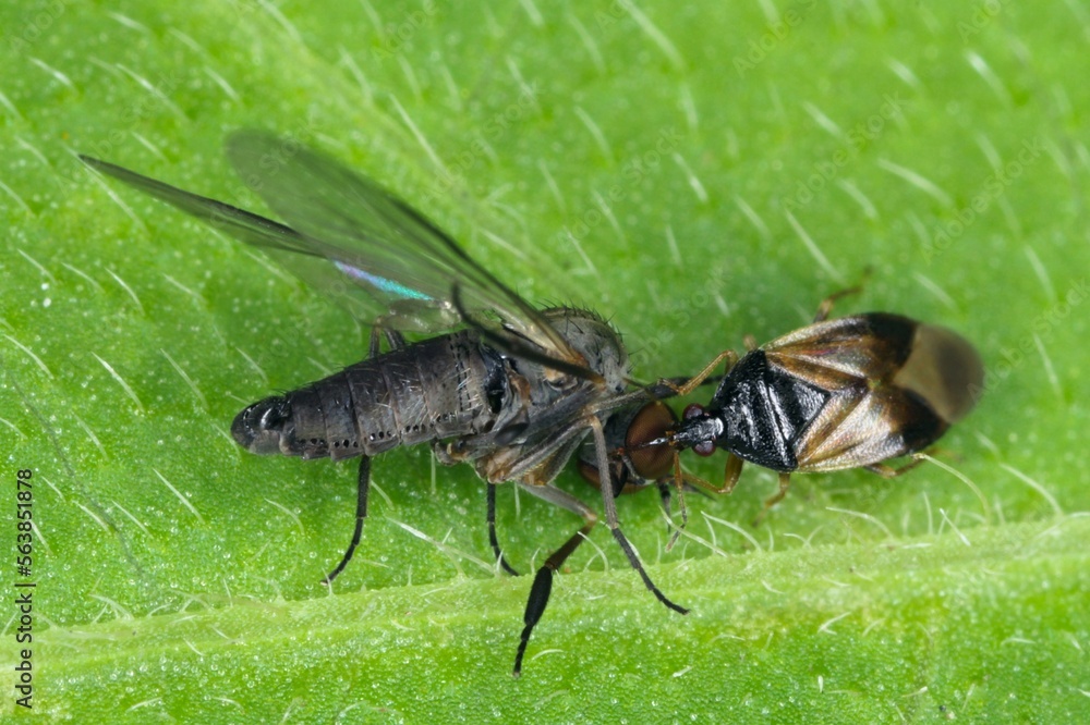 Minute pirate bugs or called flower bugs (Anthocoridae) is a family of