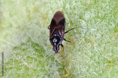 Minute pirate bugs or called flower bugs (Anthocoridae) is a family of bugs. Anthocorids are predacious and feeds on many insects pests of crops. photo