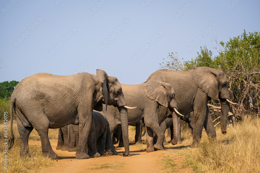 Breeding herd of elephants