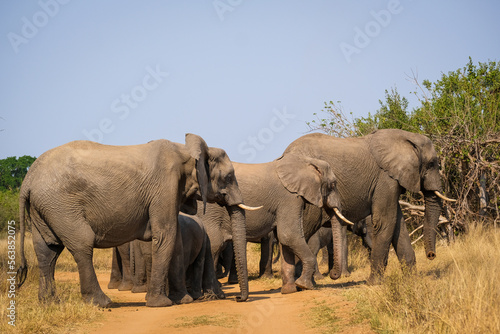 Breeding herd of elephants © Africa Content