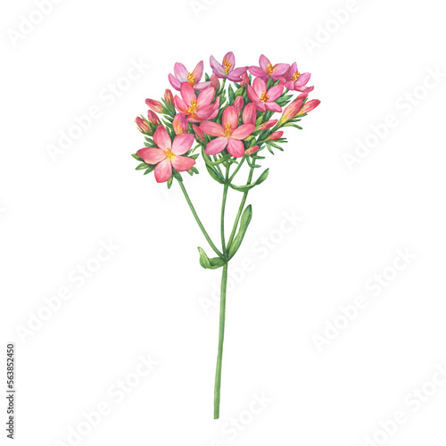 Closeup of bright pink centaurium flower (common centaury, centaurium erythraea). Watercolor hand drawn painting illustration isolated on white background.