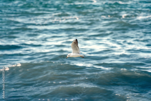 A seagull flies against the backdrop of water. A white seabird flies over the sea.