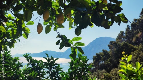 Yellow and green lemons grow on a tree. Branches With Ripe Lemons. Lemon tree and the rays of the sun shining. Positano, Italy on thebackground. Sorrento Lemon. Landscape growing fruits in the garden.