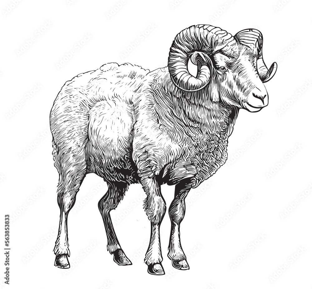 Farm ram sheep hand drawn engraving sketch Vector illustration Stock