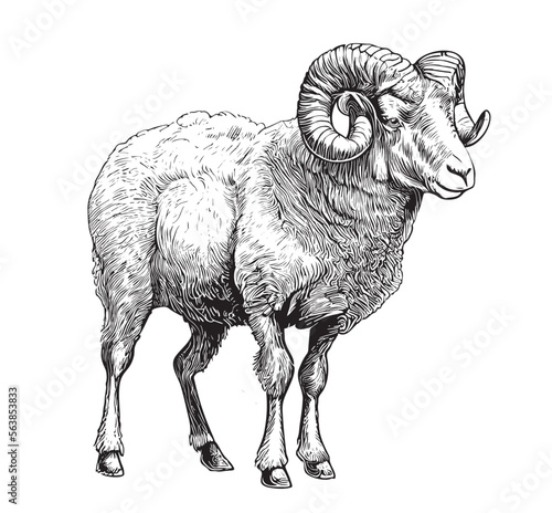 Farm ram sheep hand drawn engraving sketch Vector illustration