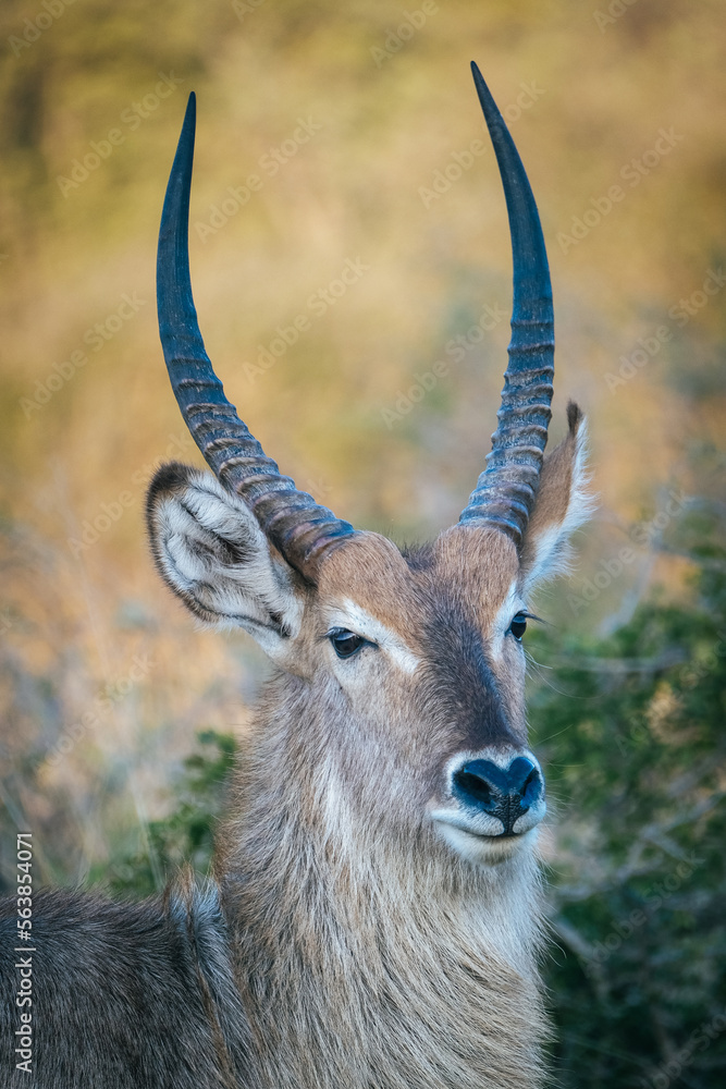 Kudu Kudu