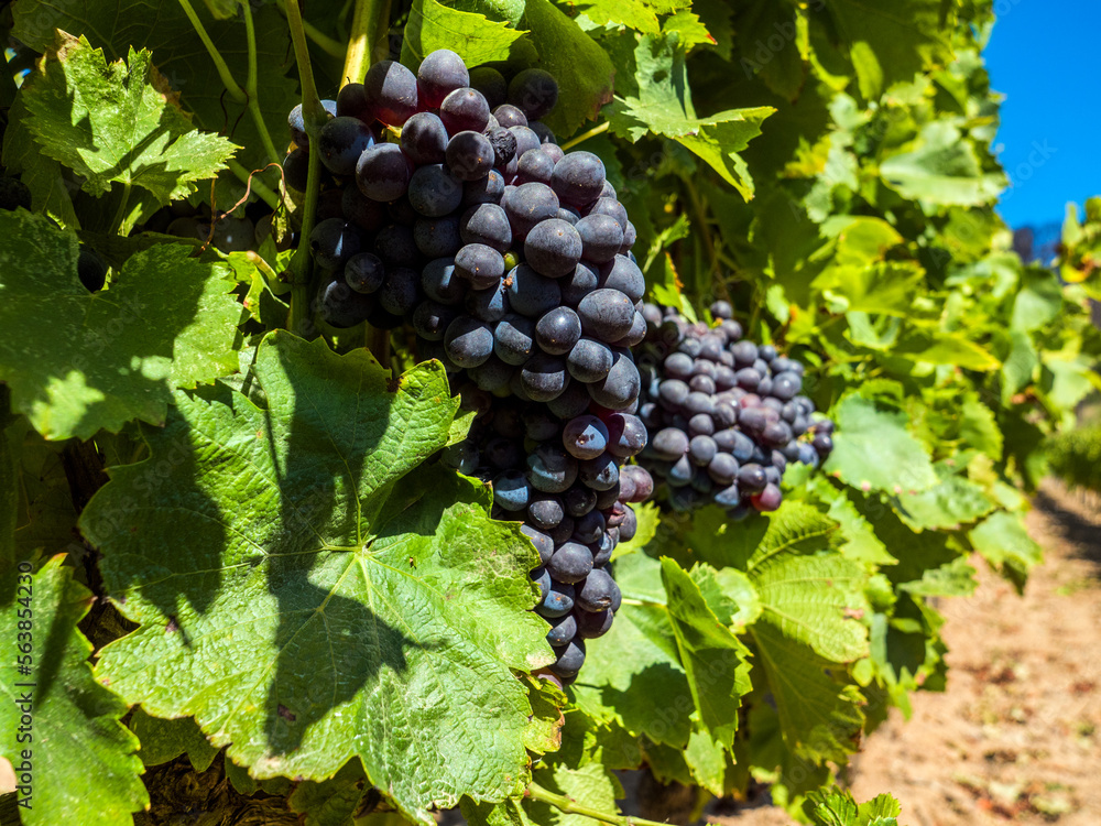 Une belle grappe de raisins noir  murs avant les vendanges 