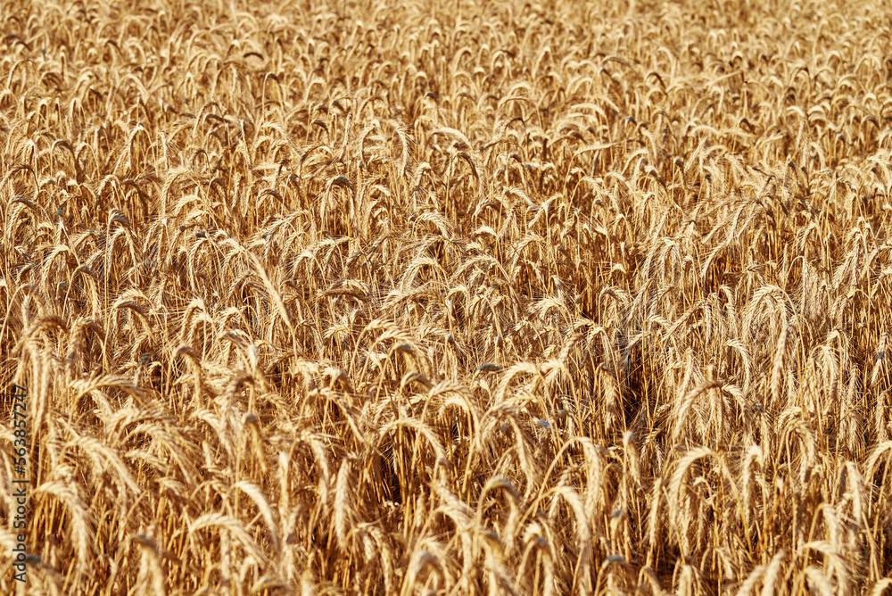 Rye field landscape. Close up of rye ears. Harvesting period Rye field landscape. Close up of rye ears. Harvesting period