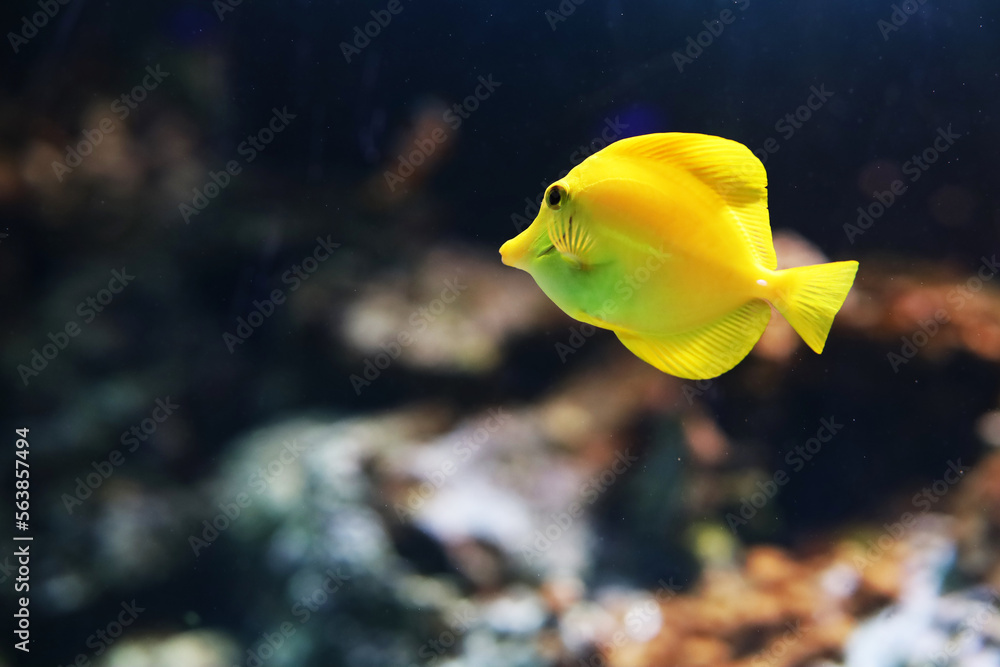Colorful fish swim in the aquarium Colorful fish swim in the aquarium