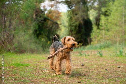 Portrait of welsh terrier dog carrying wooden stick during the walk in forest