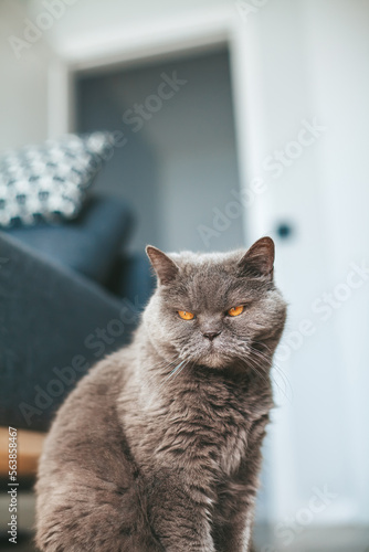British cat with angry look