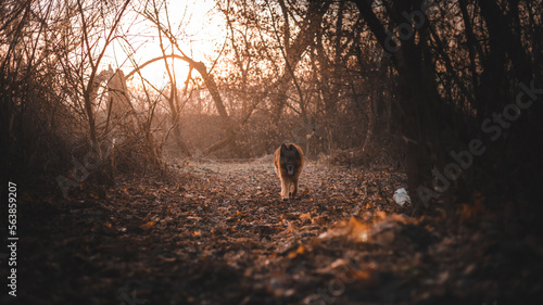 Ukraine, a walk at dawn, dawn, a dog running to a meeting, a German shepherd © Anton