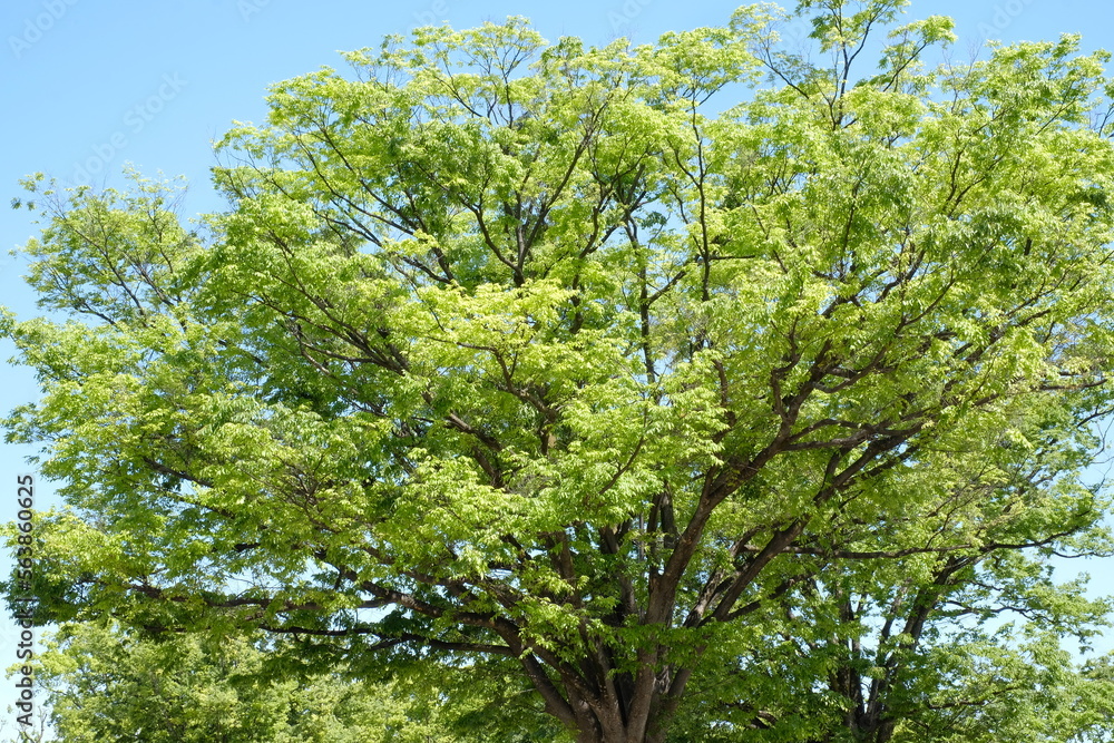 green leaves against blue sky green leaves against blue sky