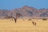 Namibian desert with oryx in the foreground and sand dunes in the background Namibia