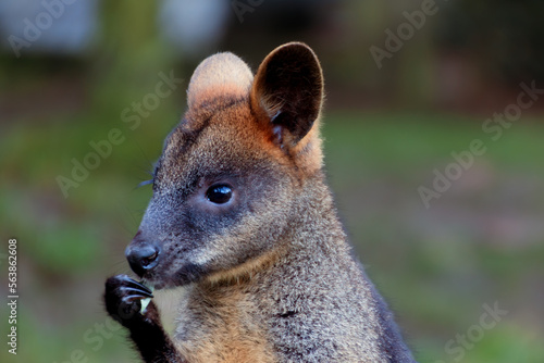 Swamp wallaby eating some Eucalyptus leaves at zoo , Rotterdam, the Netherlands © GertJan