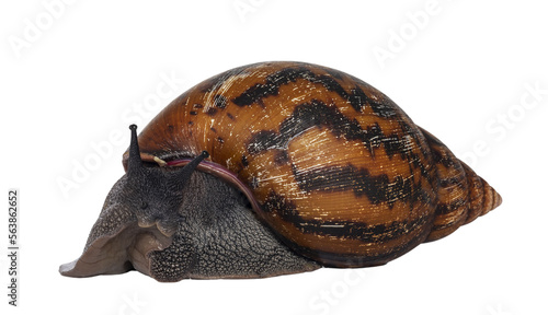 Adult size frican Giant Ghanese snail aka Giant African snail, Giant tiger land snail or Achatina Achatina , moving side ways. Looking towards camera. isolated cutout on a transparent background.