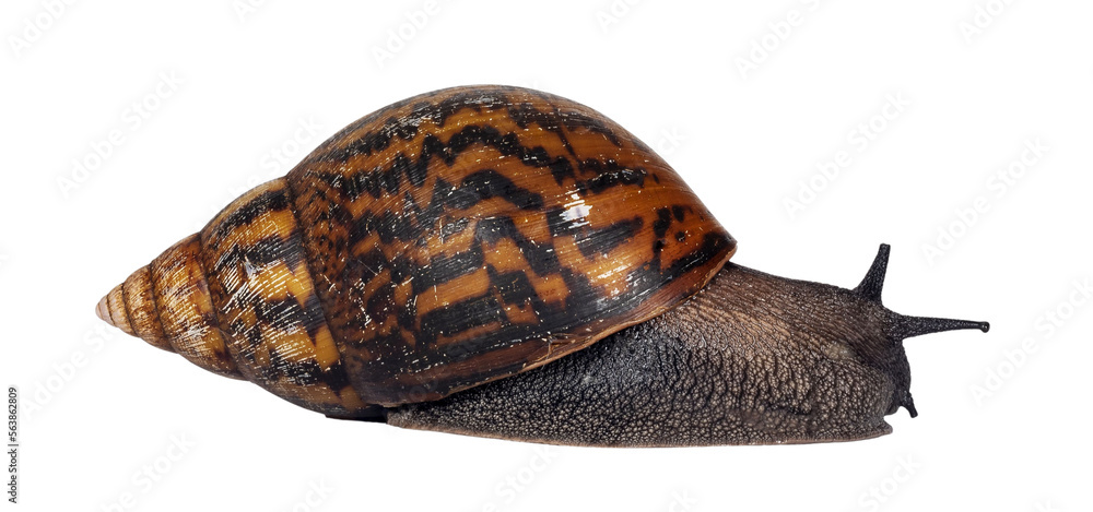 Adult size frican Giant Ghanese snail aka Giant African snail, Giant tiger land snail or Achatina Achatina , moving side ways. Human hand for reference size. isolated cutout on a transparent backgroun - obrazy, fototapety, plakaty 