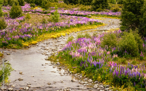 Lupin fields by Ahuriri river in New Zealand