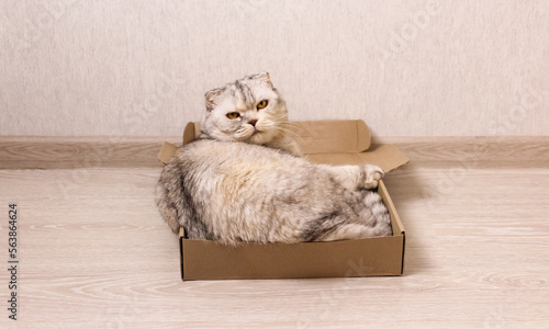 Big gray fluffy scottish fold cat in a small box