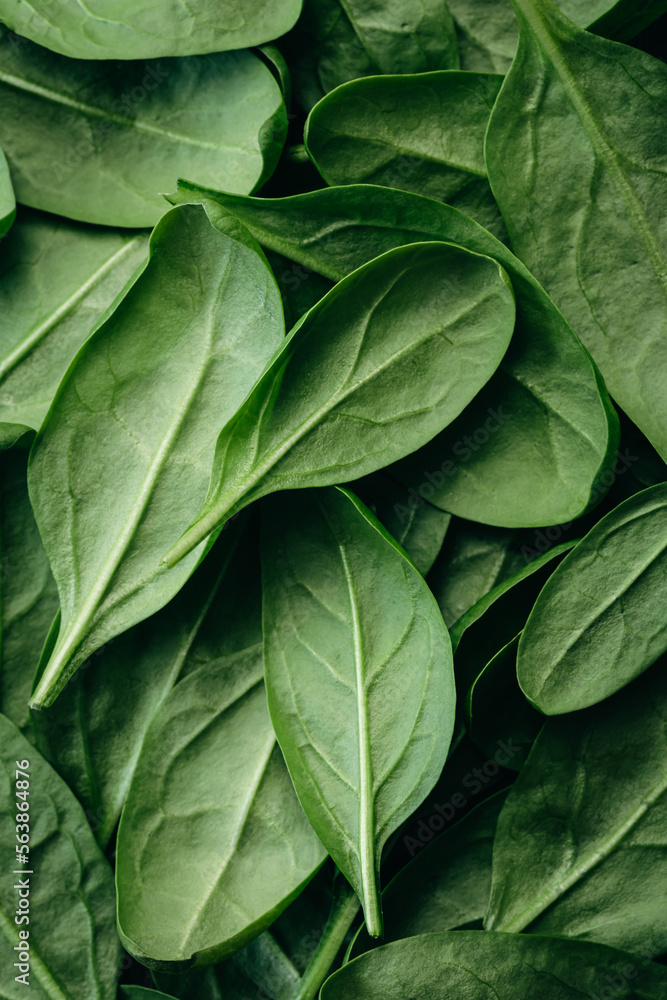 Fresh green baby spinach leaves, natural background. Fresh green baby spinach leaves, natural background.