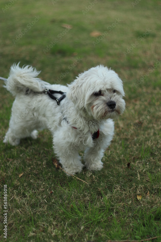 Sheepadoodle Dog