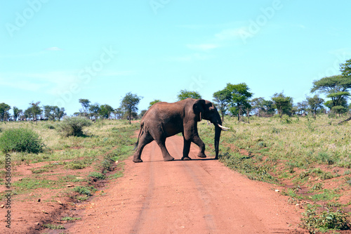 Elephant crossing road in Tanzania