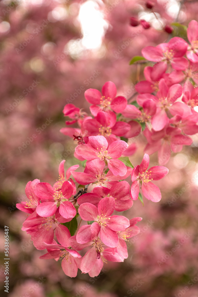 Apple tree branch blooming with pink flowers in spring season close up