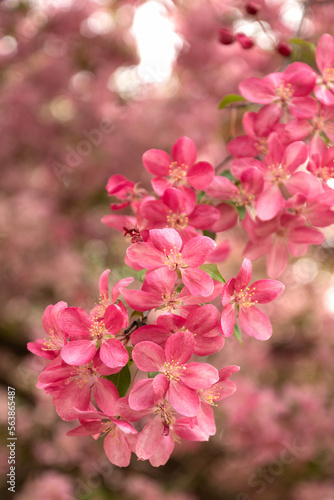 Apple tree branch blooming with pink flowers in spring season close up